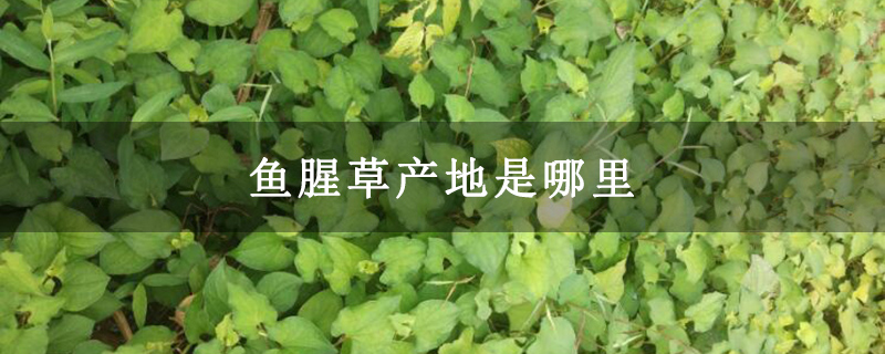 鱼腥草产地是哪里
