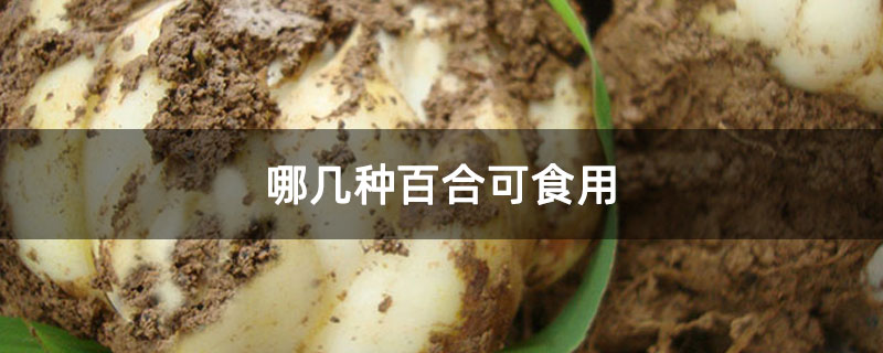 哪几种百合可食用