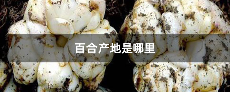 百合产地是哪里