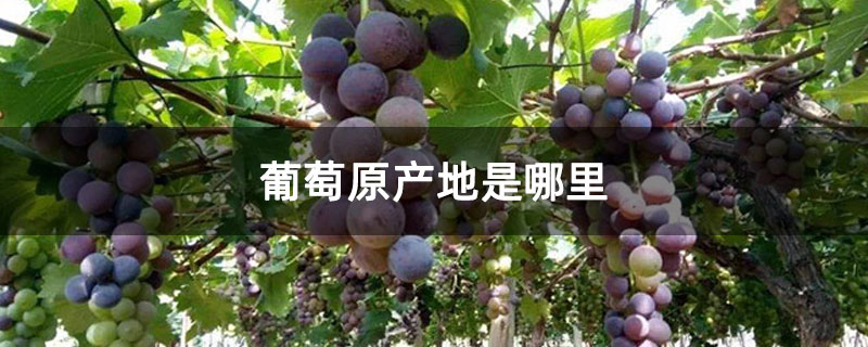 葡萄原产地是哪里