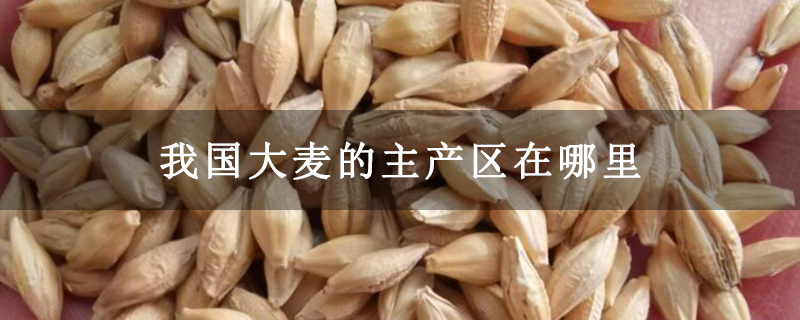 我国大麦的主产区在哪里