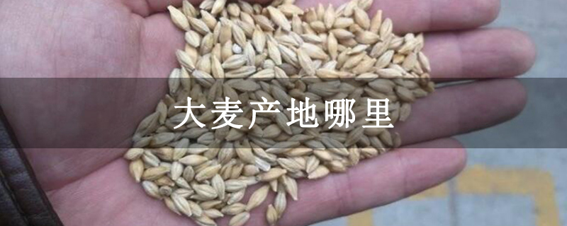 大麦产地哪里