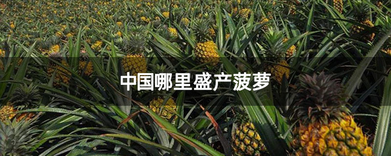 中国哪里盛产菠萝 中国哪里盛产菠萝