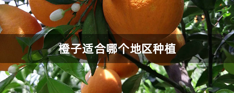 橙子适合哪个地区种植 橙子适合哪个地区种植