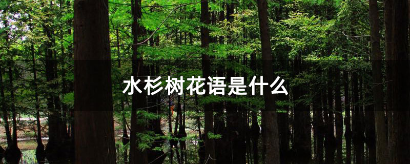 水杉树花语是什么