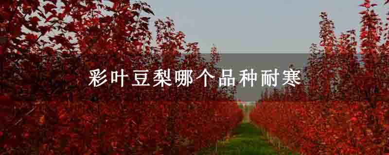 彩叶豆梨哪个品种耐寒