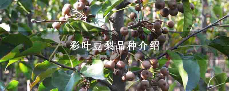 彩叶豆梨品种介绍