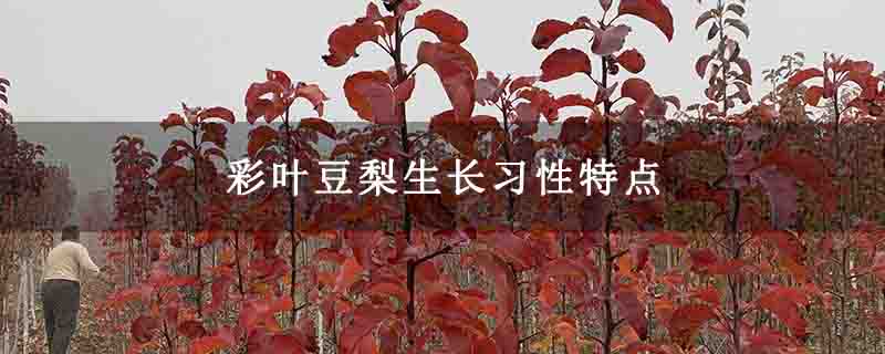 彩叶豆梨生长习性特点