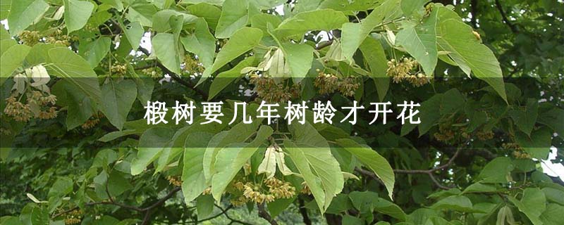 椴树要几年树龄才开花