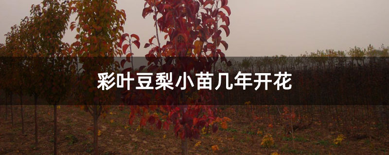 彩叶豆梨小苗几年开花