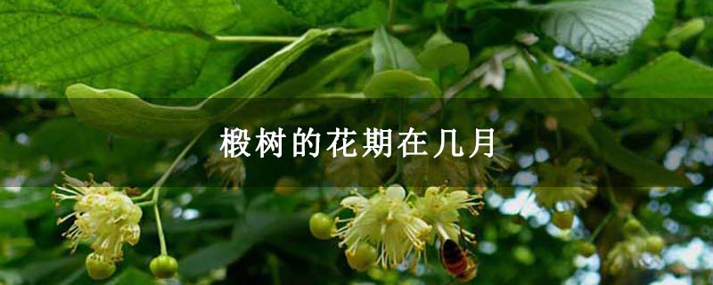椴树的花期在几月