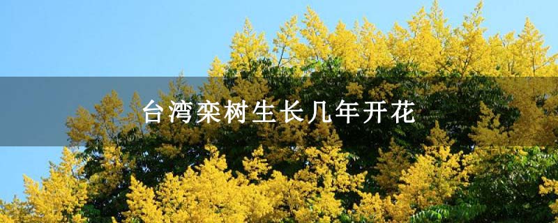 台湾栾树生长几年开花