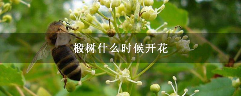 椴树什么时候开花