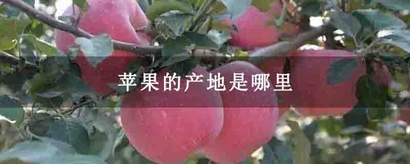 苹果的产地是哪里