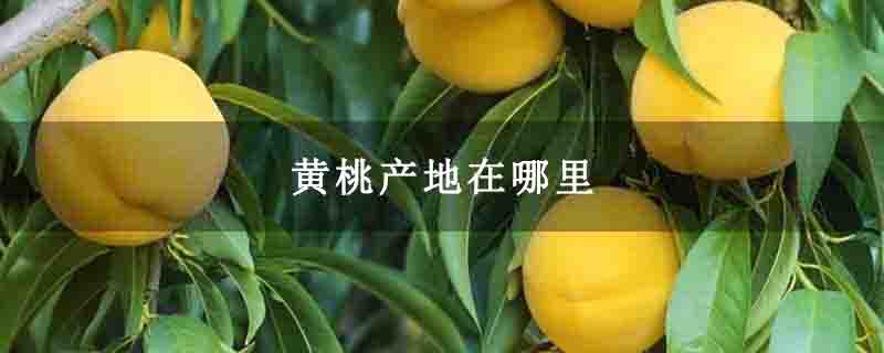 黄桃产地在哪里