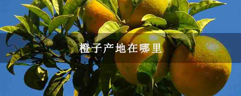 橙子产地在哪里