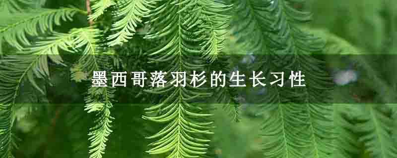 墨西哥落羽杉的生长习性