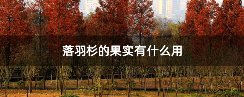 落羽杉的果实有什么用