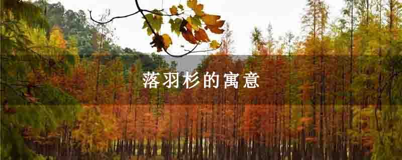 落羽杉的寓意