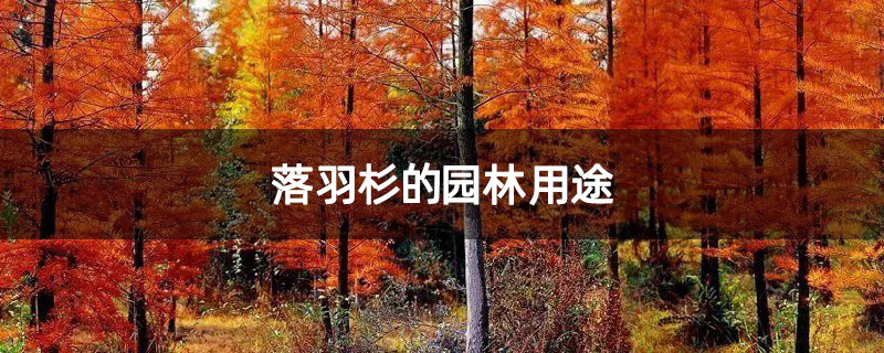 落羽杉的园林用途
