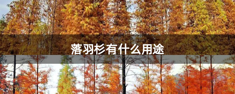 落羽杉有什么用途