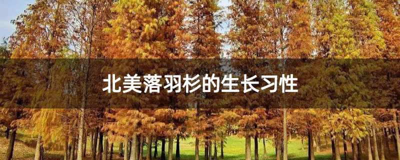 北美落羽杉的生长习性
