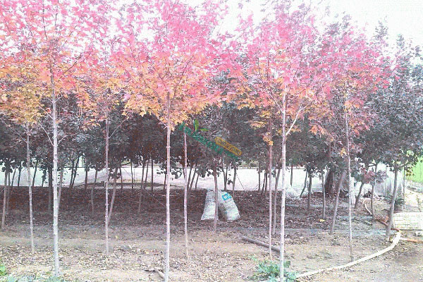 美国红枫3.jpg