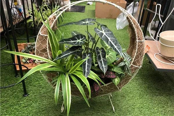 双节盆花市场消费者为创意埋单