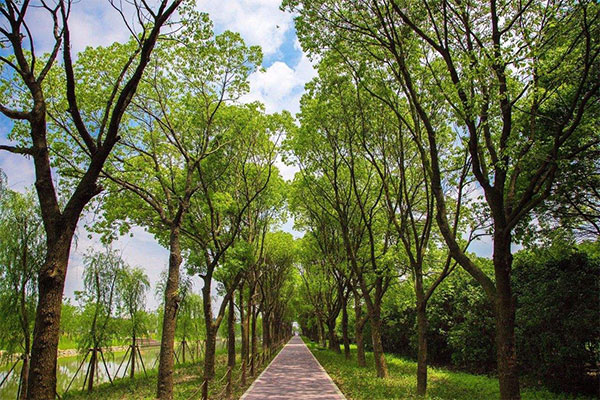 香樟.jpg