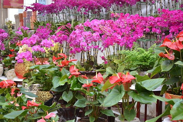 秋季养花正当时 花卉市场渐升温
