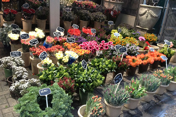 秋季花卉市场2.jpg