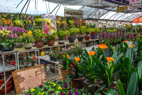 秋季花卉市场.jpg