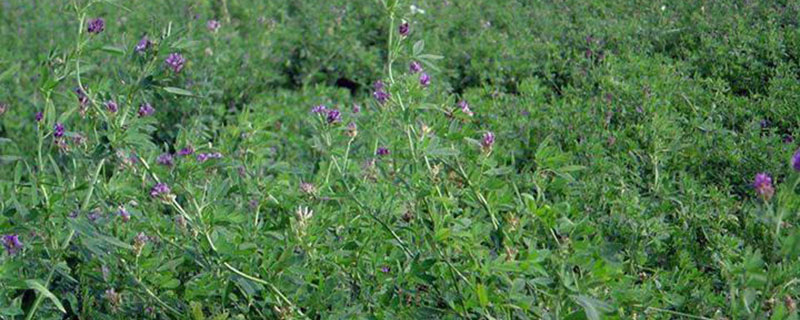 耐寒高产多年生牧草有哪些 耐寒高产多年生牧草有哪些