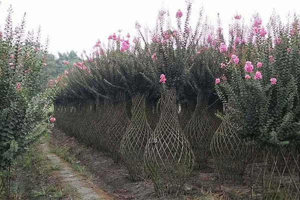 紫薇花瓶2.jpg