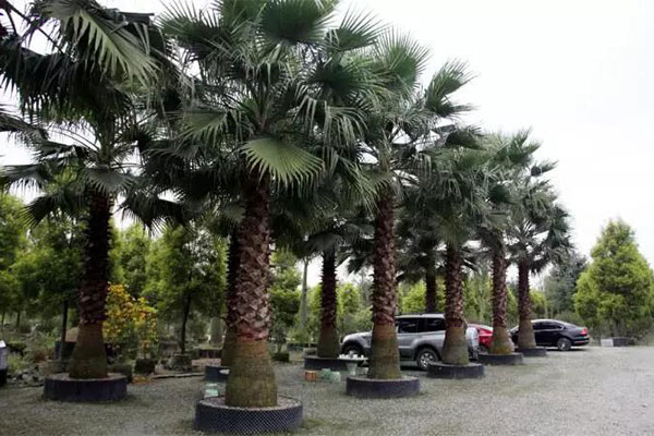 南方地区哪些苗赔本赚吆喝1.jpg