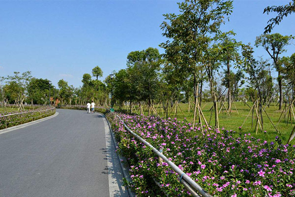 道路绿化苗木2.jpg