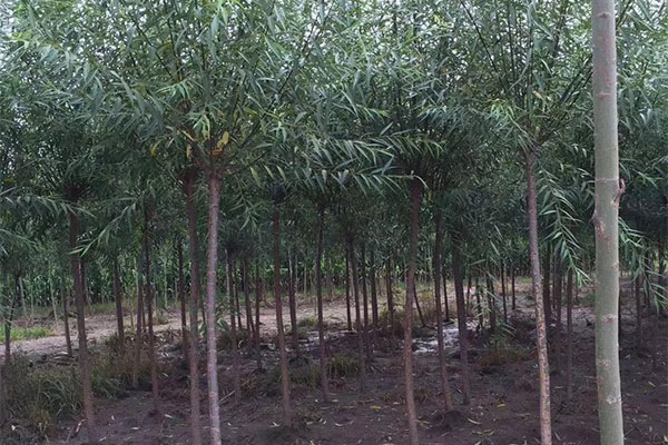 当前发展乡土树种，这些树种可供参考2.jpg