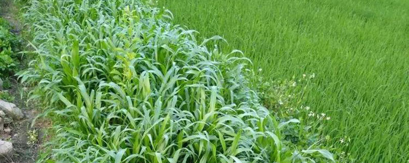 高丹草适合北方种吗