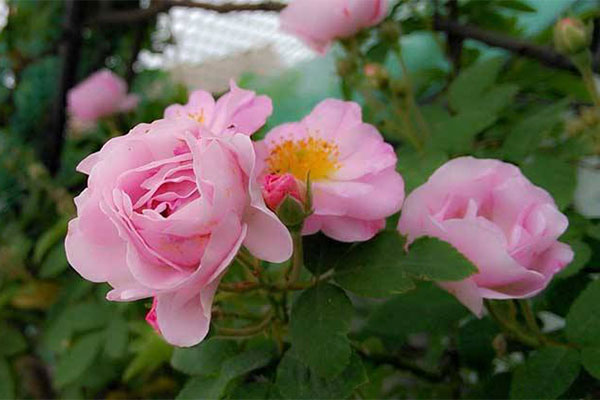 盆花行情：上海耐热阳台花卉热销 花卉销量总体下滑