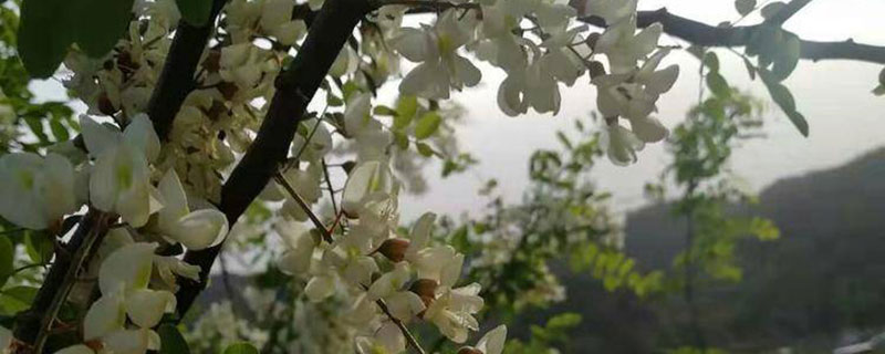 什么是蜜源植物常见的蜜源植物有哪些 什么是蜜源植物常见的蜜源植物有哪些