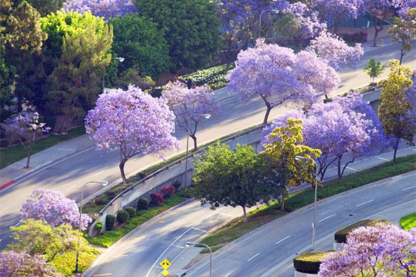 蓝花楹.jpg