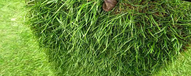 百喜草是冷地型草坪草吗