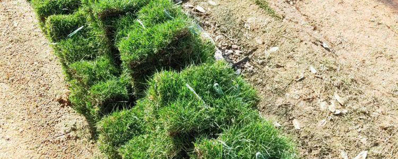 马尼拉草能种在北方吗 马尼拉草能种在北方吗