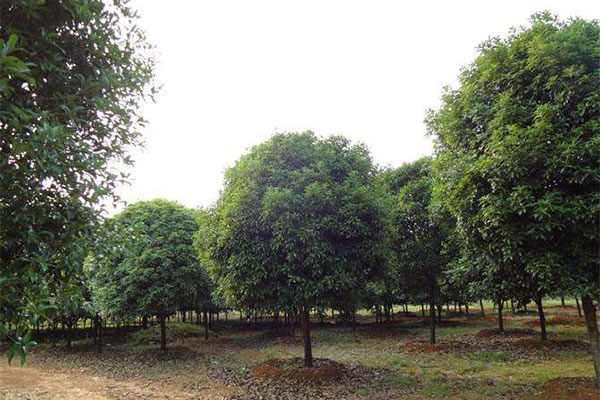 桂花树跟风种植难销售，华垅村如何“突围”?