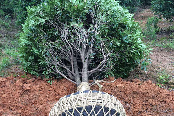 桂花种植4.jpg