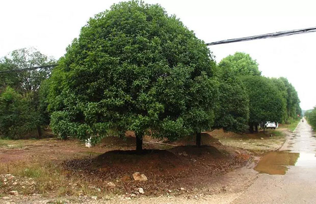 推荐--有种植前景的花卉、苗木4.jpg
