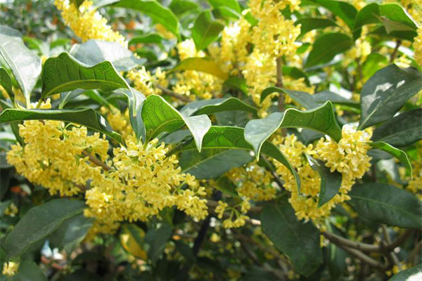 桂花种植2.jpg