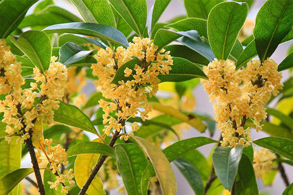桂花种植.jpg