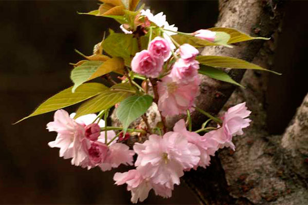 樱花树3.jpg