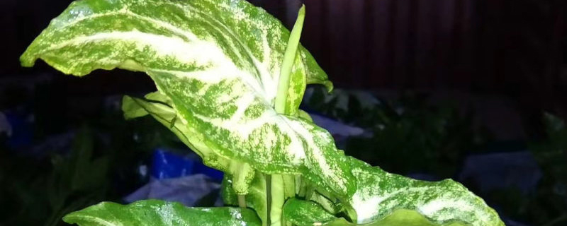 花叶合果芋